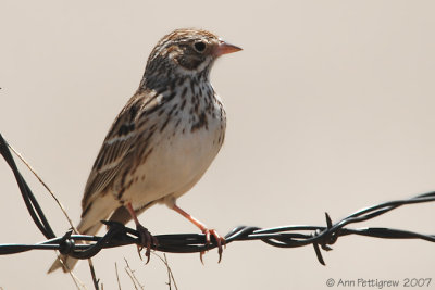 Vesper Sparrow