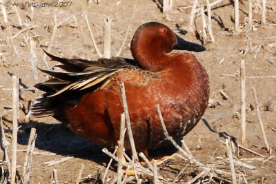 Cinnamon Teal