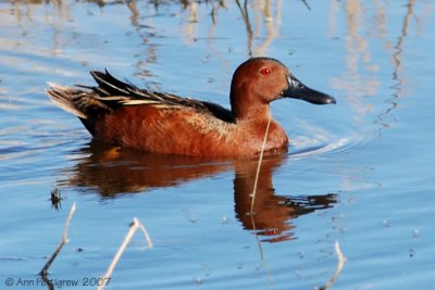 Cinnamon Teal