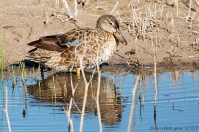 Cinnamon Teal