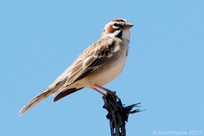 Lark Sparrow