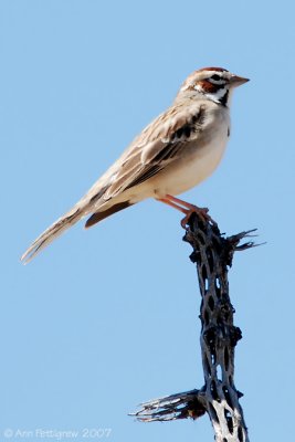 Lark Sparrow