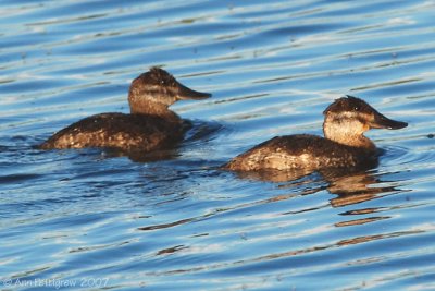 Ruddy Ducks