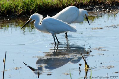 Snowy Egrets