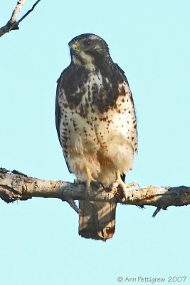 Swainson's Hawk