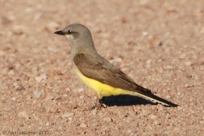 Western Kingbird