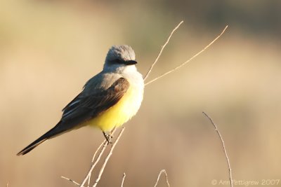 Western Kingbird