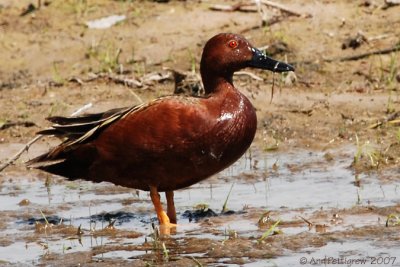 Cinnamon Teal