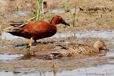 Cinnamon Teal