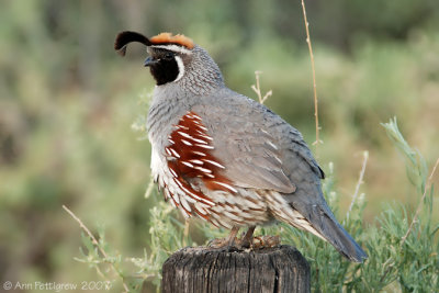 Gambel's Quail