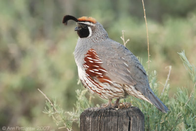 Gambel's Quail