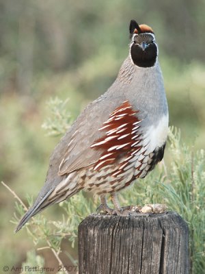 Gambels Quail