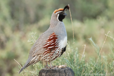 Gambel's Quail