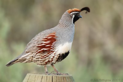 Gambel's Quail