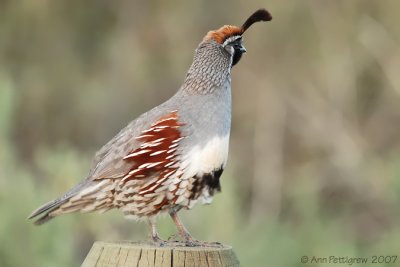 Gambel's Quail