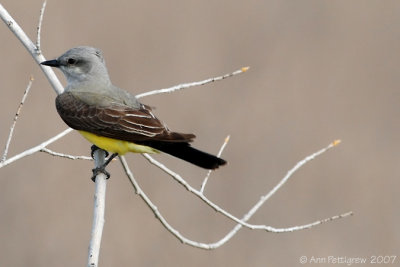 Western Kingbird