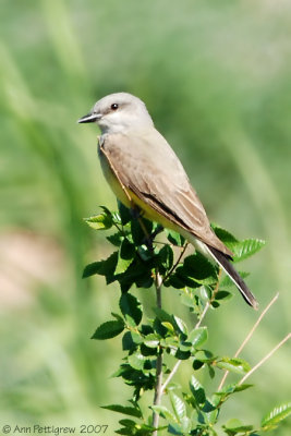 Western Kingbird