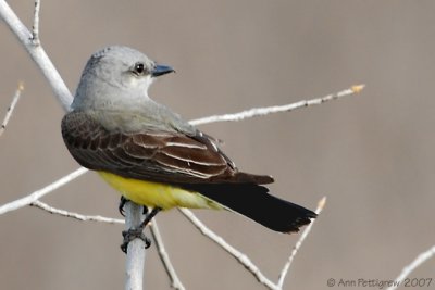 Western Kingbird