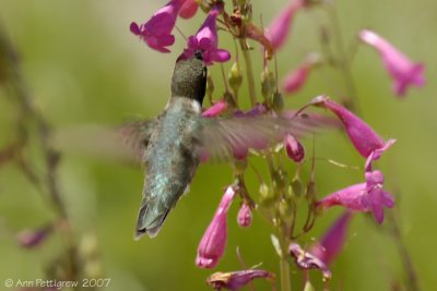 Black-chinned Hummingbird