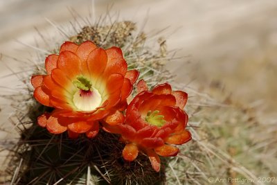 New Mexico Flora