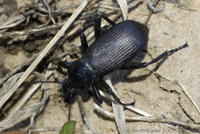 Ground Beetle sp.