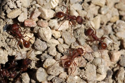 Harvester Ants