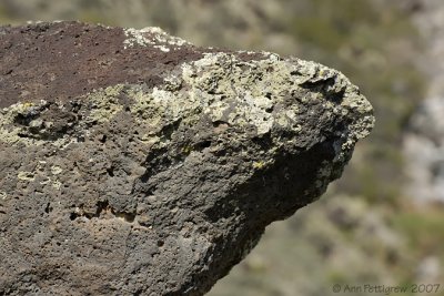 Lichen on Lava Rock