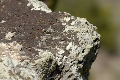 Lichen on Lava Rock