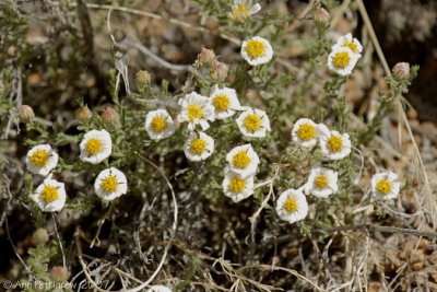 New Mexico Wildflower