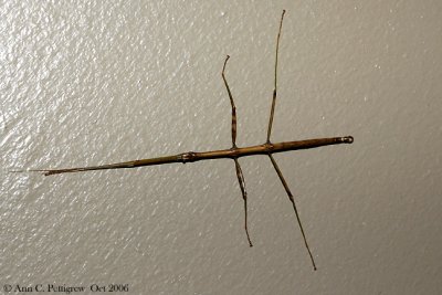 Northern Walkingstick (Diapheromera femorata)