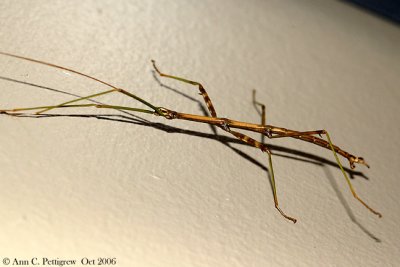 Northern Walkingstick (Diapheromera femorata)