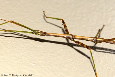 Northern Walkingstick (Diapheromera femorata)