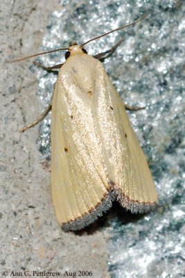 Black-bordered Lemon Moth