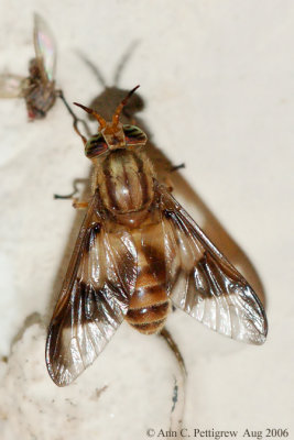 Deer Fly (Chrysops flavidus)