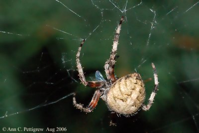 Furrow Spider