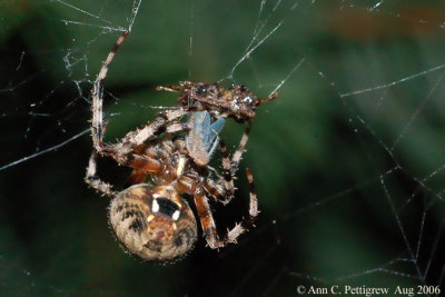 Furrow Spider