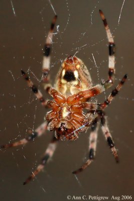 Furrow Spider