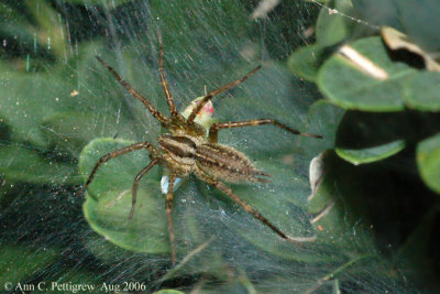 Grass Spider with Leafhopper