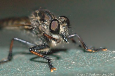 Red-footed Cannibalfly