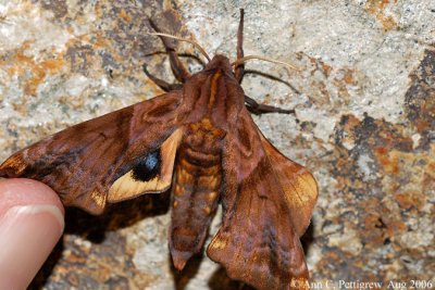 Small-eyed Sphinx