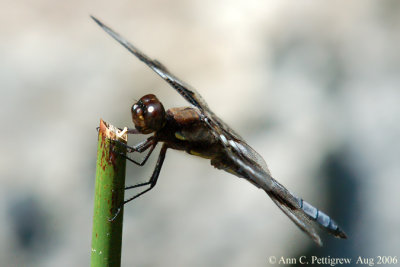 Twelve-spotted Dragonfly