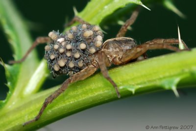 Wolf Spider with Hatchlings