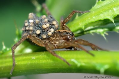 Wolf Spider with Hatchlings