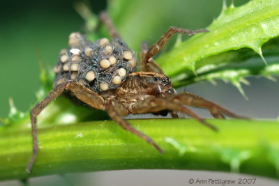 Wolf Spider with Hatchlings