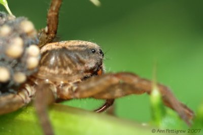 Wolf Spider with Hatchlings