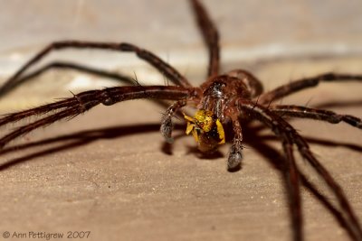 Nursery Web Spider with Prey