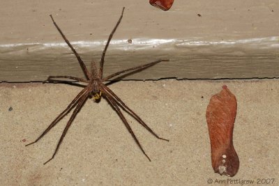 Nursery Web Spider