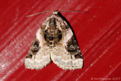 Pink-barred Lithacodia