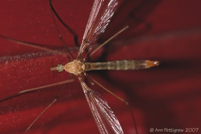 Crane Fly