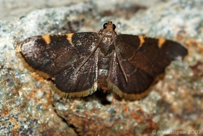 Clover Hayworm Moth